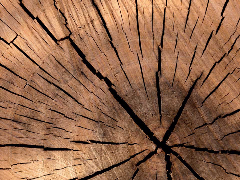 legno